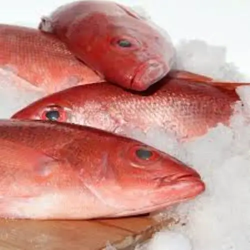 フレッシュレッドスナッパー Buy 冷凍赤鯛 白鯛魚 冷凍赤鯛 Product On Alibaba Com