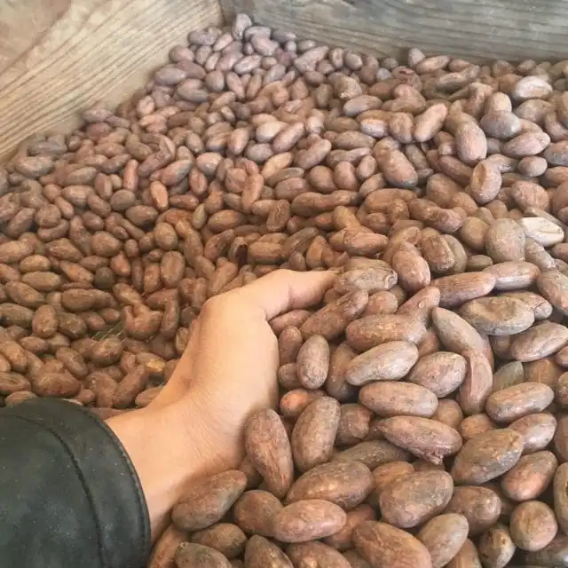 High Sun Dried Cocoa Beans