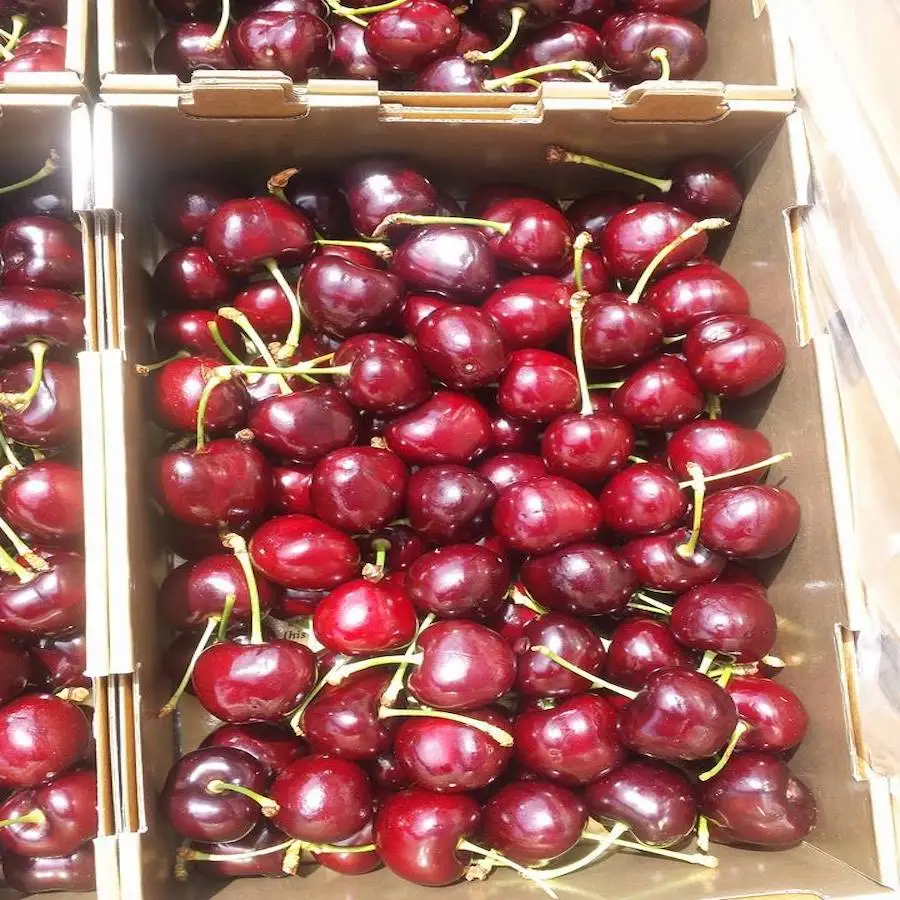 cherries 3.jpg