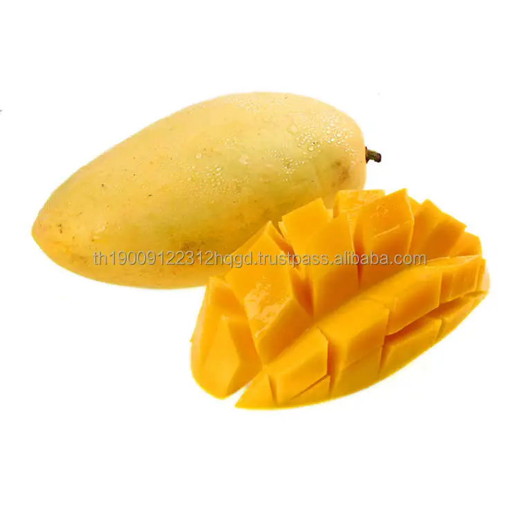 Thai Fresh Mango Exporter Manufacturer and Supplier