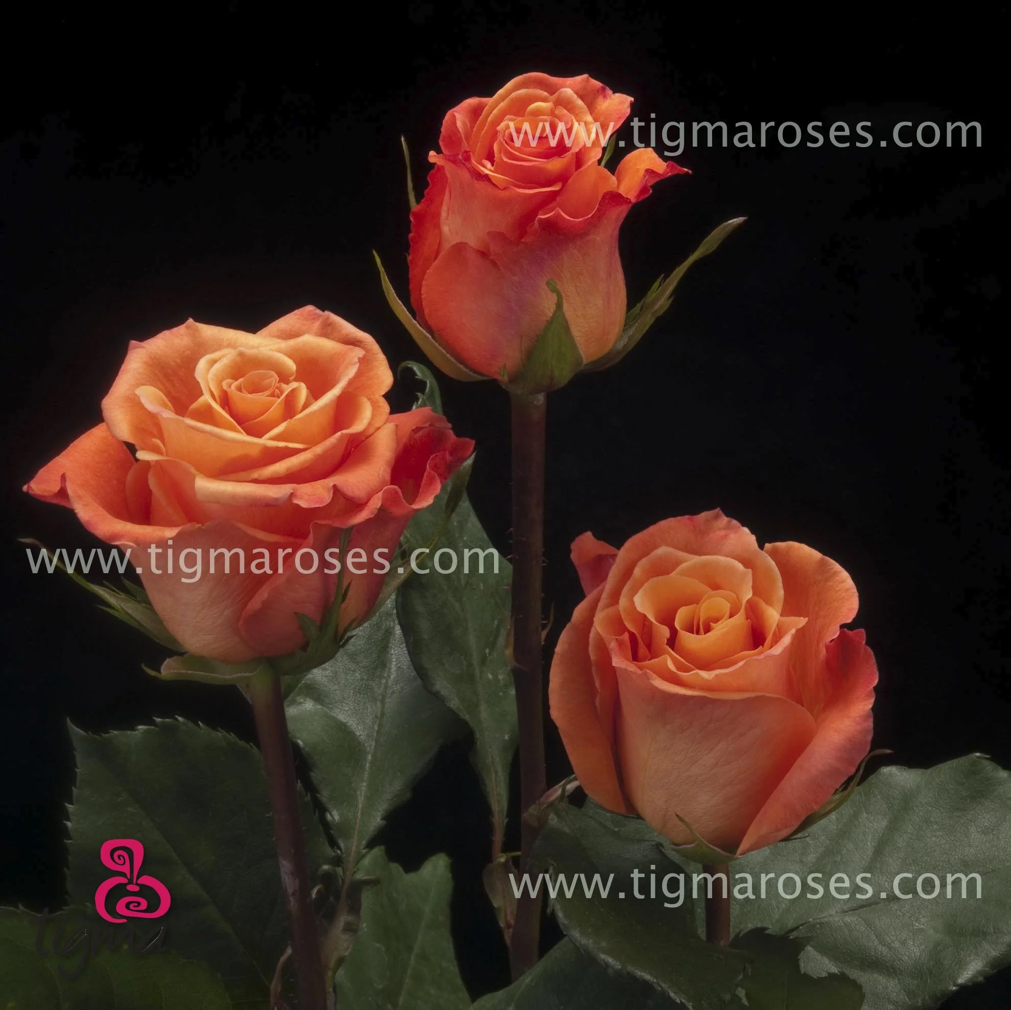 Orange Unique Rose