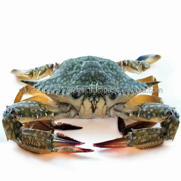 tr.jpg