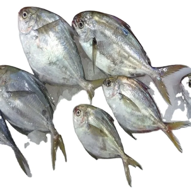 Butterfish Whole Round (Peprilus Medius)