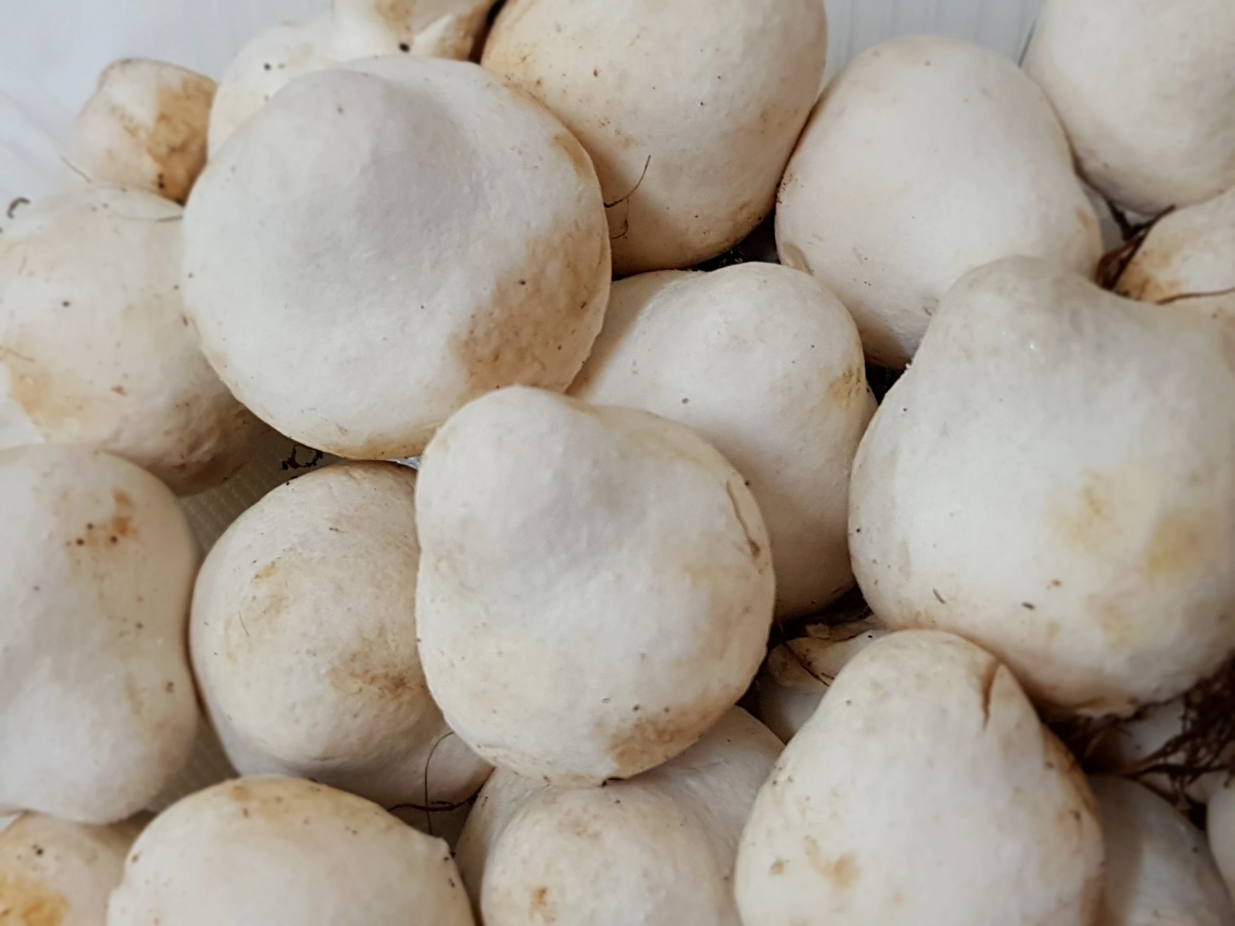 salted straw mushroom-whole/half/peeled/broken/stem straw mushroom in