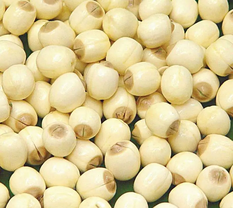 vietnam natural dried lotus seeds/fresh dried lotus seed for