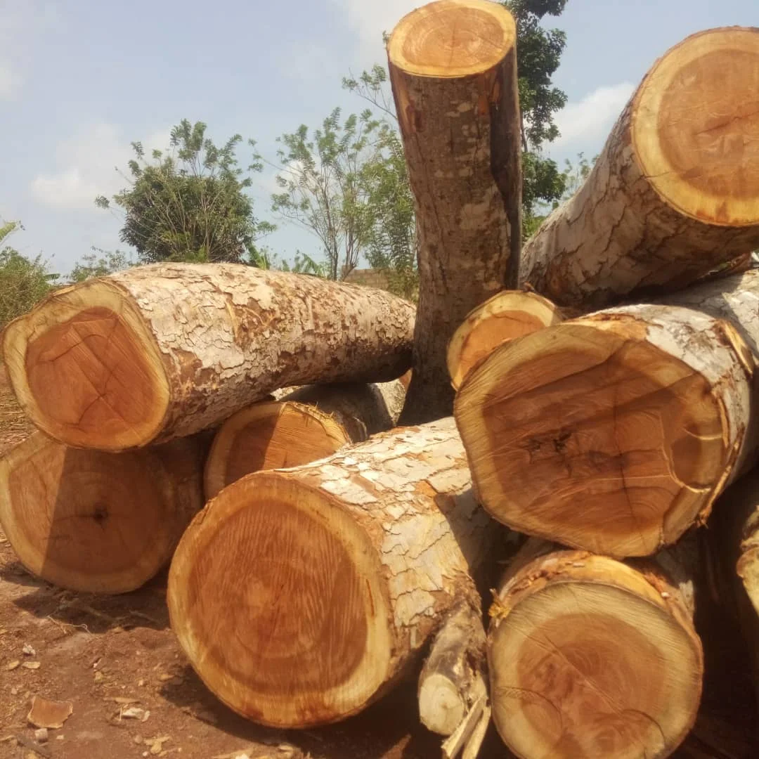 Senya Timber Logs High Quality Senya Wood Hard Teak Round Wood Log