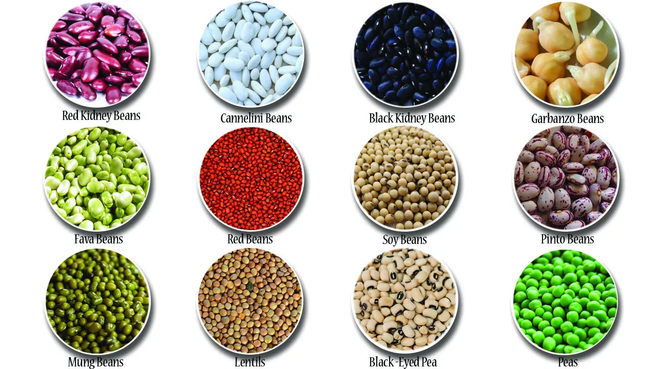 Бобы перевод на английский. Types of Beans. Red Speckled Kidney Beans. Бобы виды. Bean на английском.