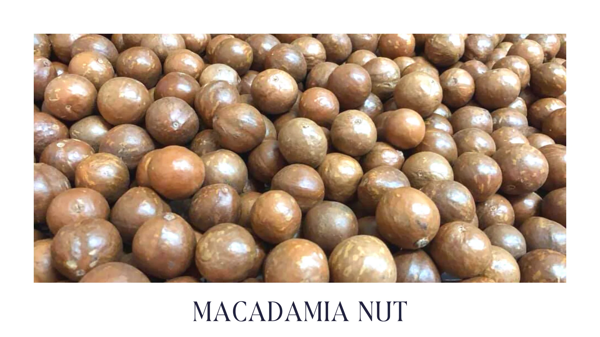 High Quality Natural Macadamia Nuts Premium Grade From Vietnam With