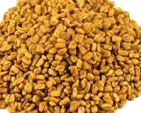 Top Quality Natural Sortex Fenugreek Seeds For Export Fenugeek Seed Buy Fenugreek Seed Fenugeek Seed Fenugreek Seed Sortex India Product On Alibaba Com