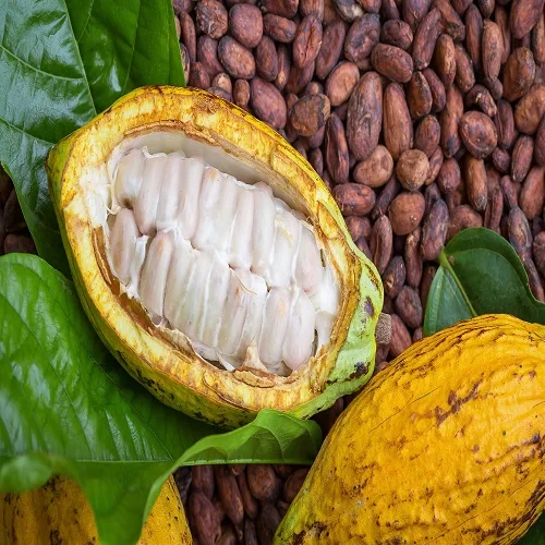 raw cocoa bean raw material cocoa bean ghana organic cacao bean