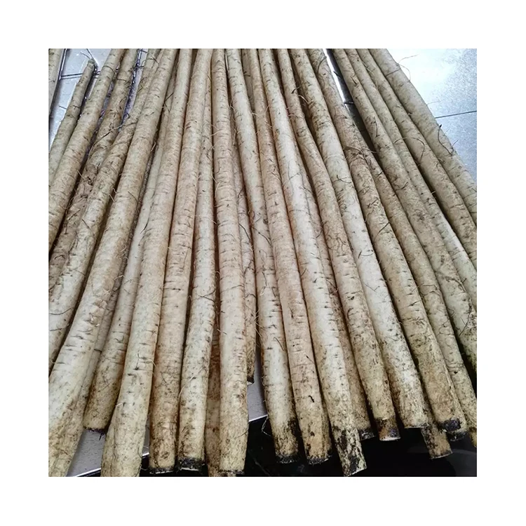 Fresh Burdock bogo.jpg