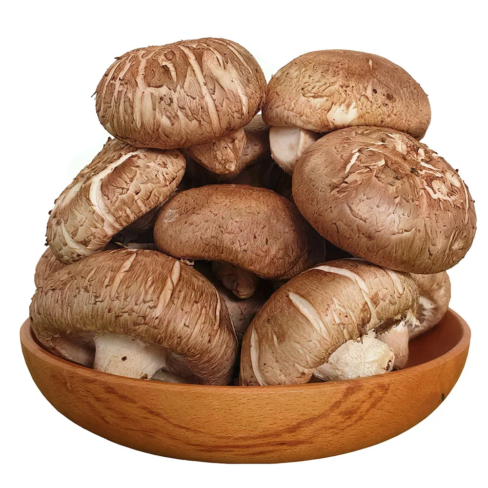 100% Organic High quality dried shiitake mushroom from Vietnam/Ms Kathy +84 896 650 714