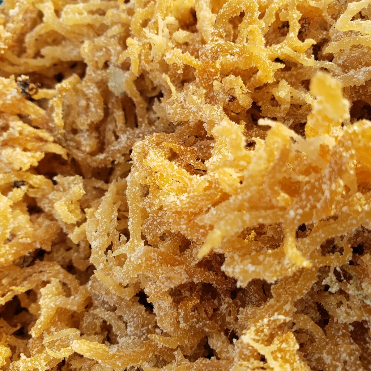 natural high quality sea moss irish seamoss eucheuma cottonii vivian ha 84 33 88 20 462 buy wild crarfted seamoss sea moss sea moss irish sea moss sea moss gel sea