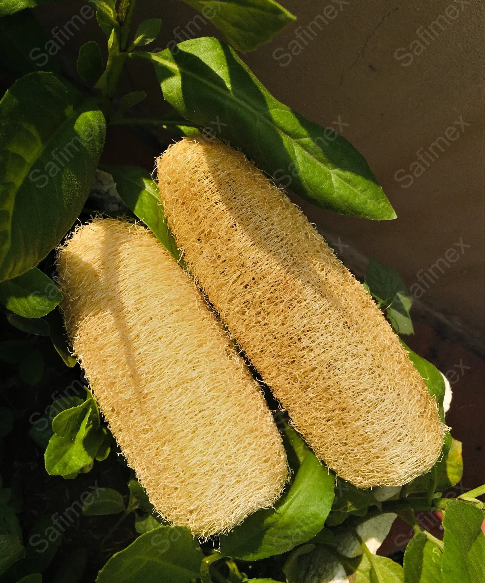 Vietnam Whole Dried Loofah For Kitchen Clean / Luffa Pad Sponge For