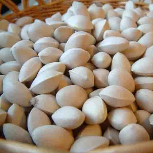 ginkgo nuts for sale - buy fresh raw ginkgo nuts,kola nuts for