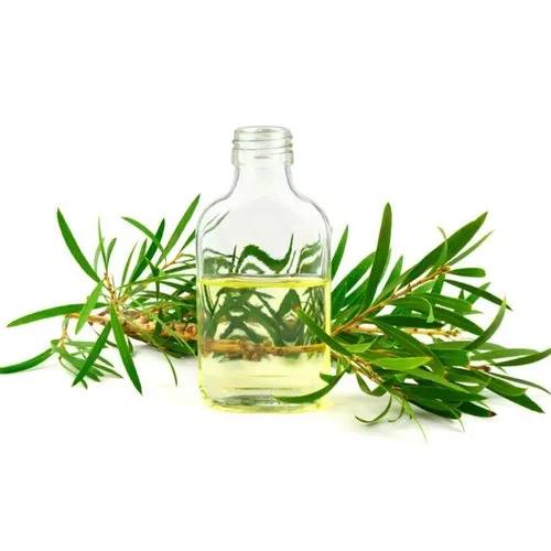 Organic Certified Cajeput Oil | Indian Bulk Cajeput Essential Oil Exporter  | Cajuput Oil - 100% Organic Essential Oil - Buy Cajeput Oil (melaleuca  Leucadendron) For Bulk,Essential Oil Available For Sale In