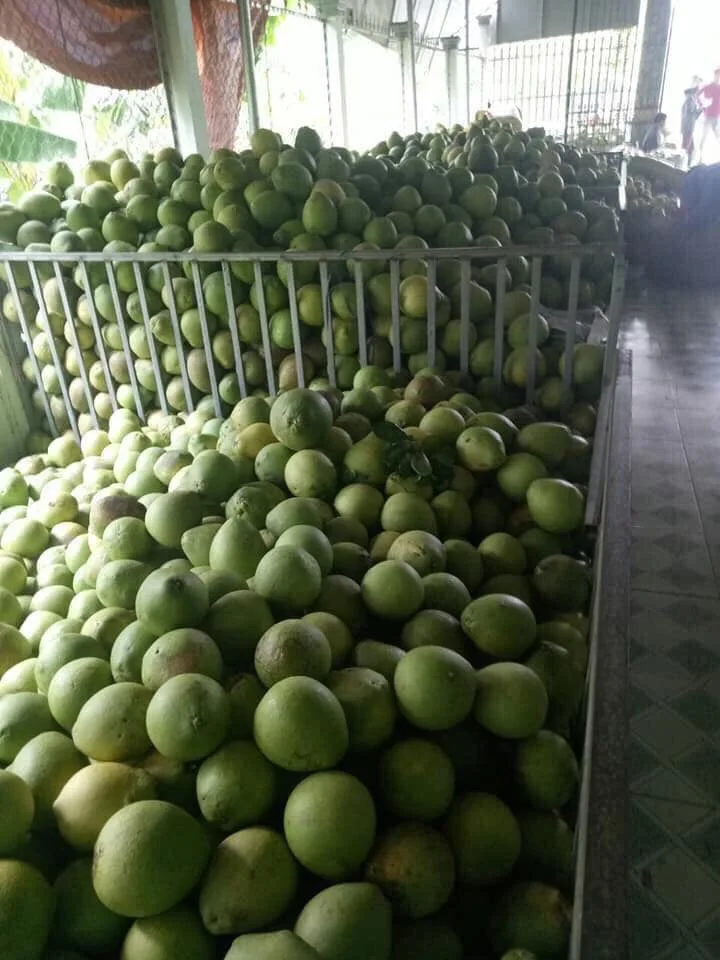 Fresh Grapefruit/ Pomelo High Quality Competitive Price In The