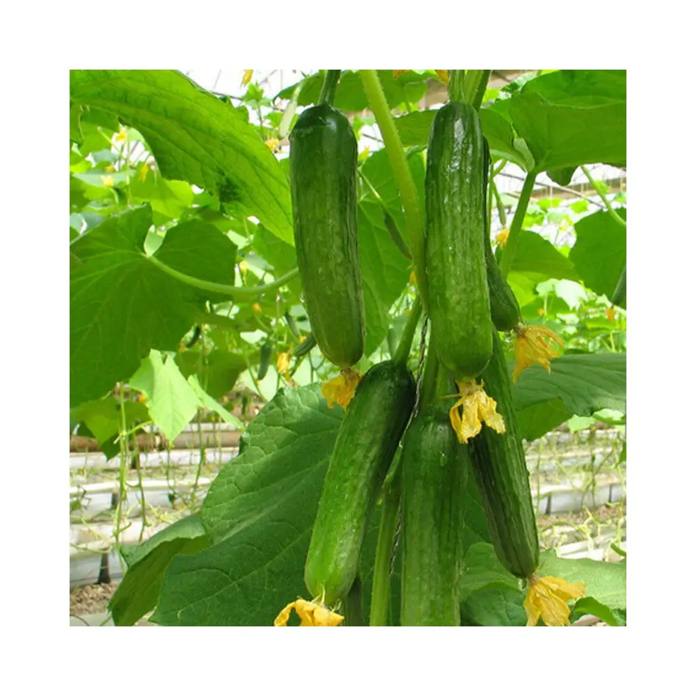 Agricultural Planting Hybrid Seeds Cucumber F1 Green Cucumber Seed F1