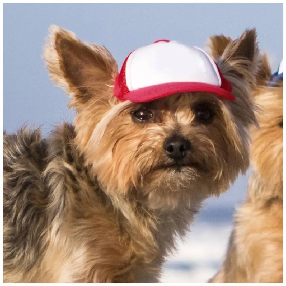 stylish dog hats