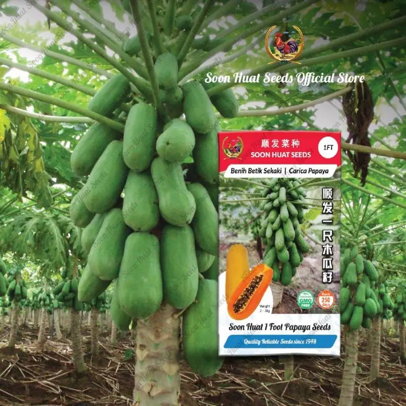 Fresh Fruit Papaya Famous Yellow Red Orange Sweet Premium Quality