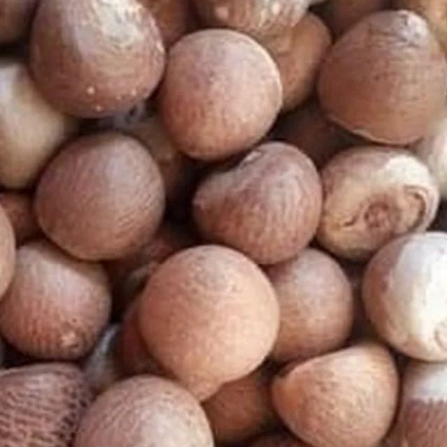 Betel Nuts11.jpg