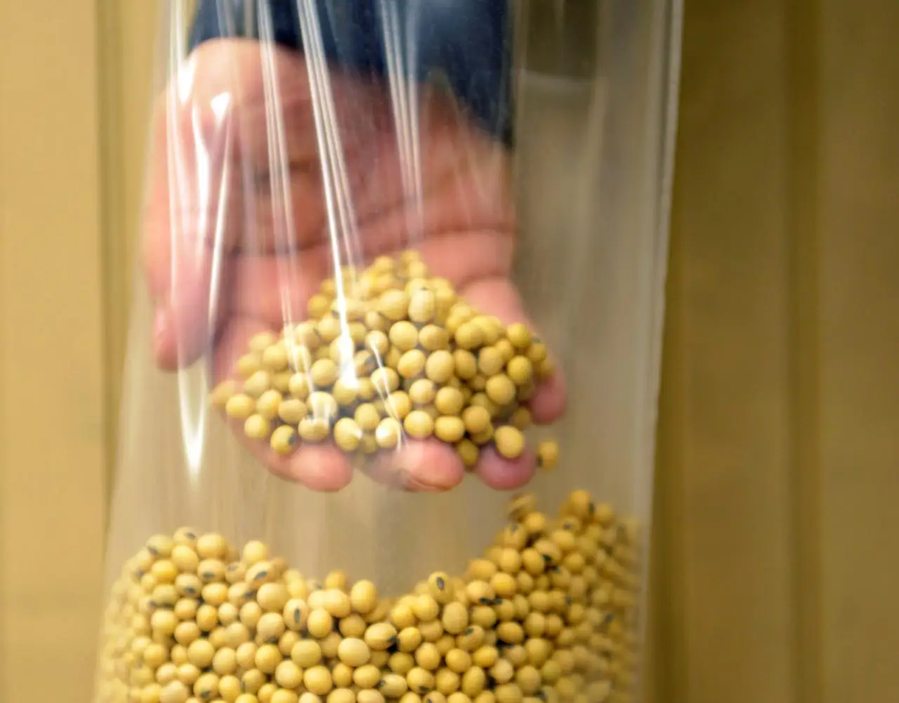 soyabean-seeds.jpg