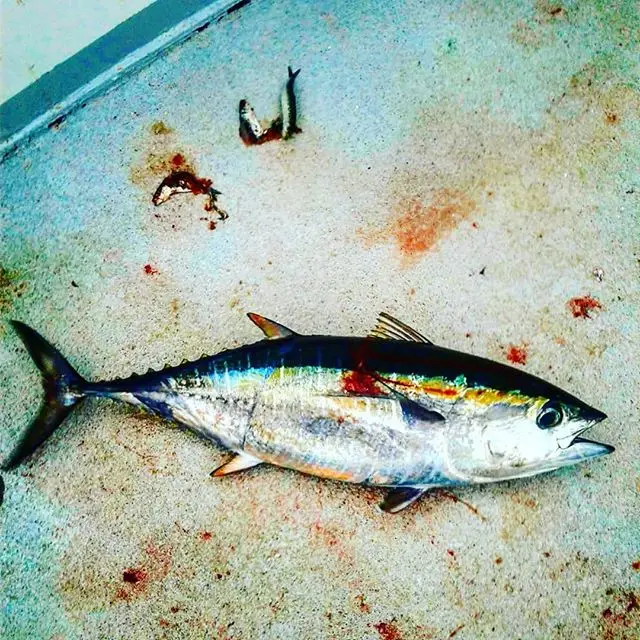 Healthy Yellowfin Tuna Fish For Sale High Quality Seafood Frozen Yellowfin Tuna Fish Buy Fresh Chilled Yellowfin Tuna Canned Yellowfin Tuna Whole Yellowfin Tuna Frozen Product On Alibaba Com