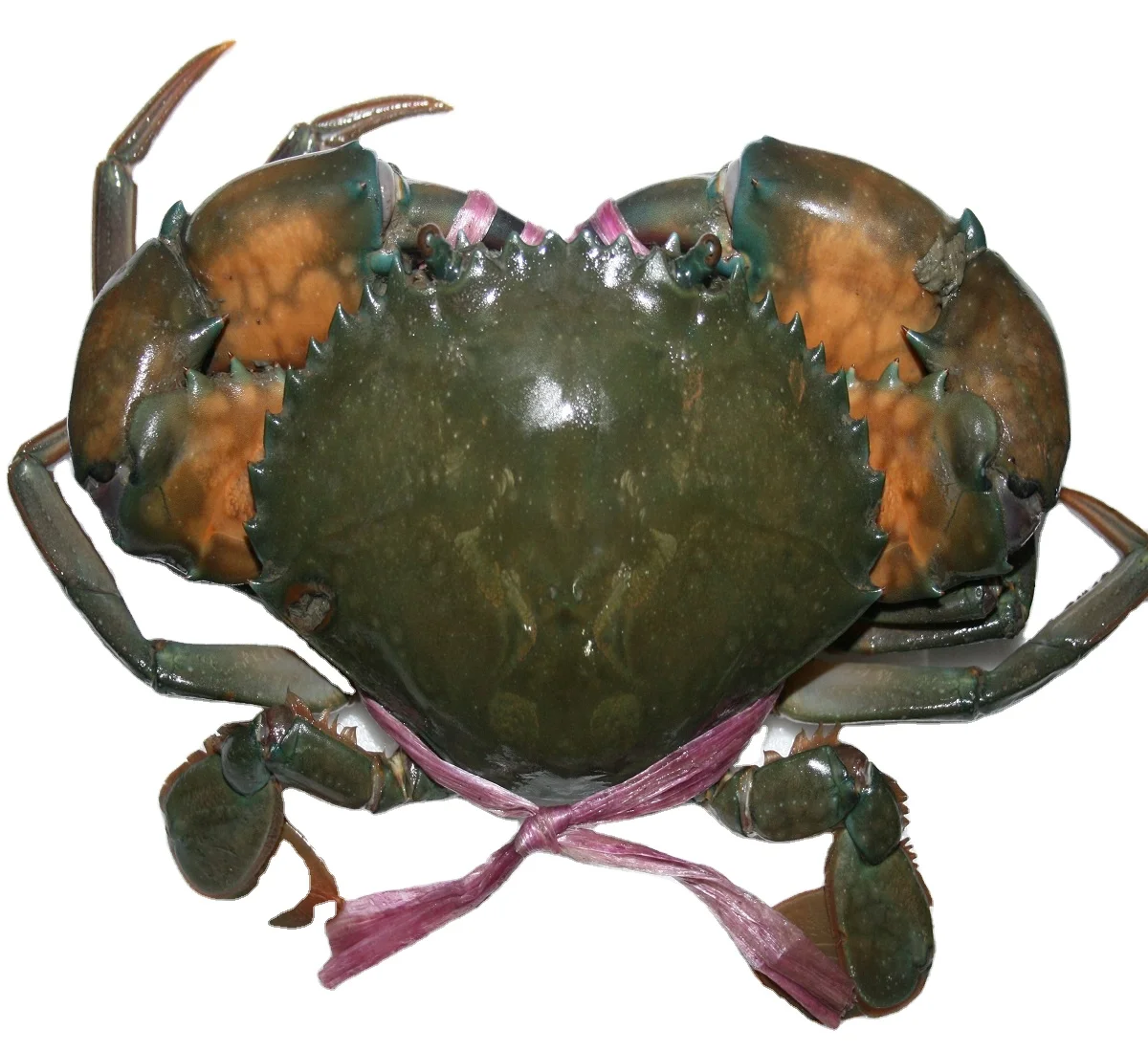male female frozen live fresh mud crab