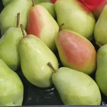High Quality With Best Price Chinese Fresh Ya Pear Fruit