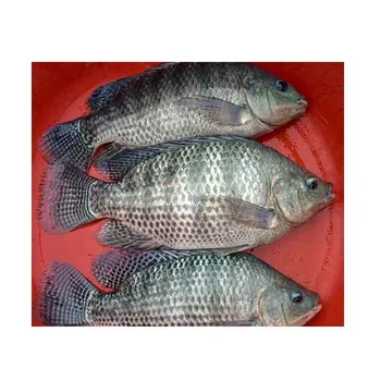 Wholesale for Tilapia Fish from Vietnam - High quality tilapia fishing export to EU, USA - Vietnam filete tilapia as frozen