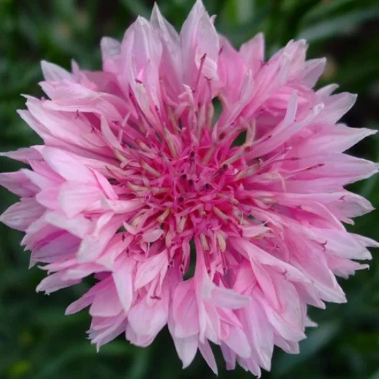 ピンクコーンフラワーペタル Centaurea Cyanus Buy 干しピンクヤグルマギク花びら21作物 デイジーの花の花びら 干しピンク トウモロコシ花びら粉末 Product On Alibaba Com