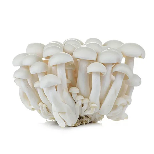 certified quality button mushroom spawn white - buy canned