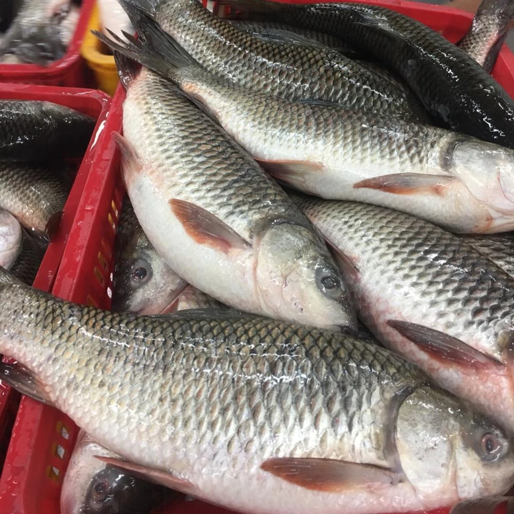 High Quality Fresh Frozen Whole Rohu Fish Best Price Buy Price For Frozen Fish Price For Eel Fish Koi Fish Price Koi Product On Alibaba Com