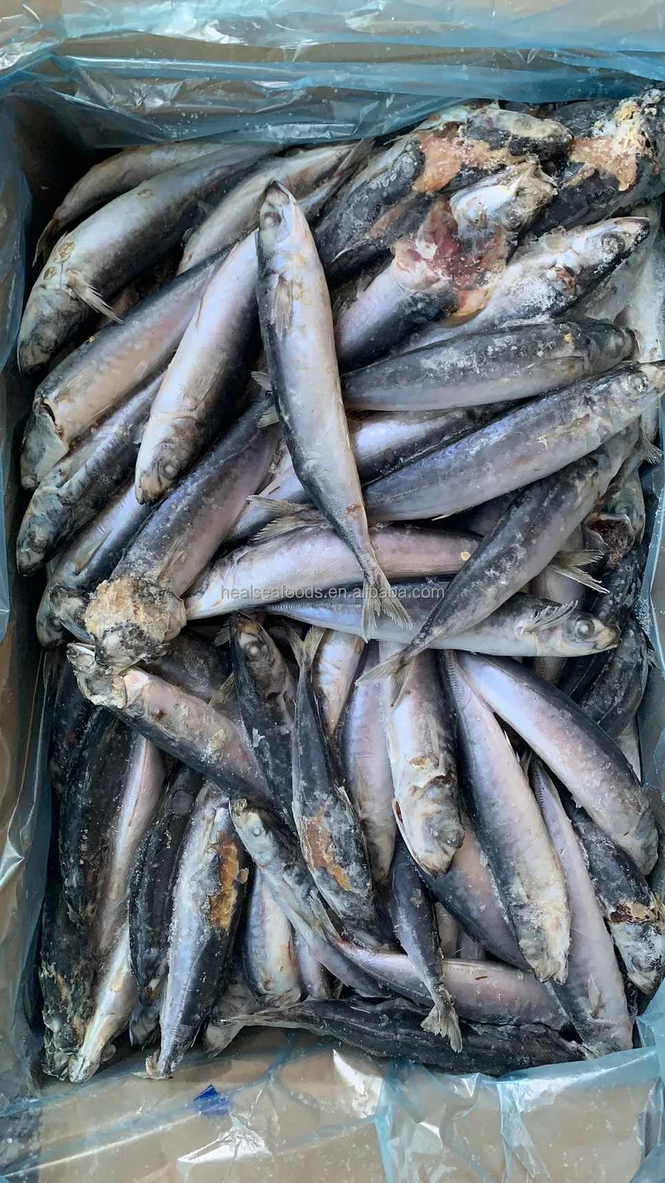 provides straightly supply best quality round scad fish land