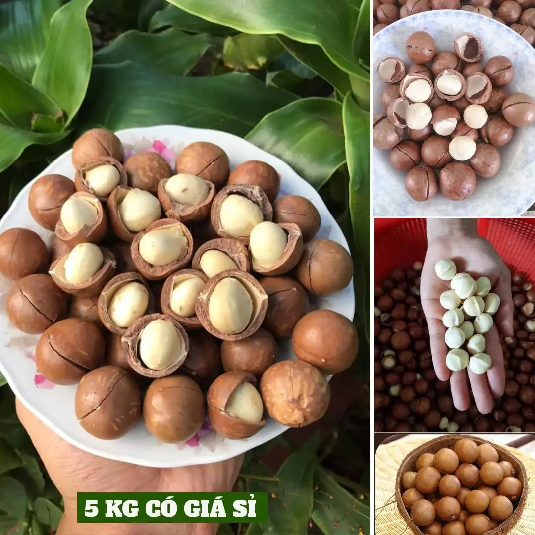 High quality Macadamia Nuts with Shell and Cashew From Vietnam For EU Market