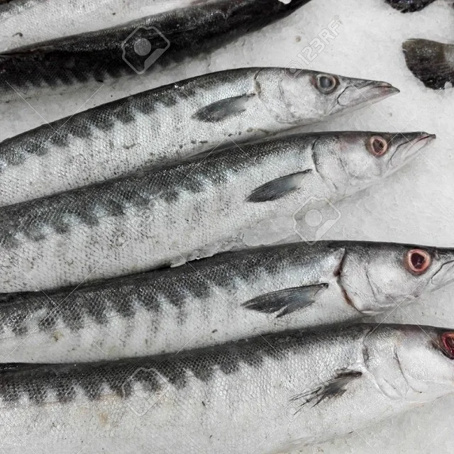 wholesale frozen price barracuda fish/ frozen mackerel fish