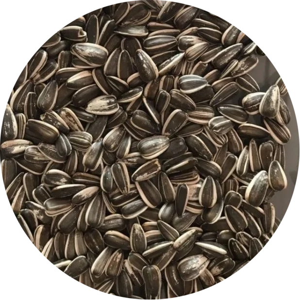 Wholesale Seeds Of Ukrainian origin Sunflower seed for Birds Food