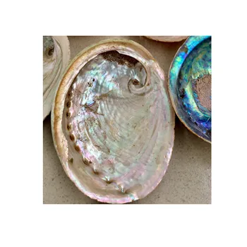 Vietnam wholesale abalone shell 8-13cm - paua abaalone shell - Natural seashell (WS_+84587176063)
