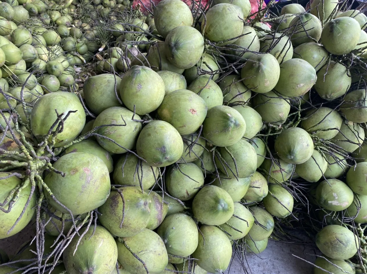 Young Fresh Coconuts From Viet Nam Cheap Price Wholesale Buy Diamond
