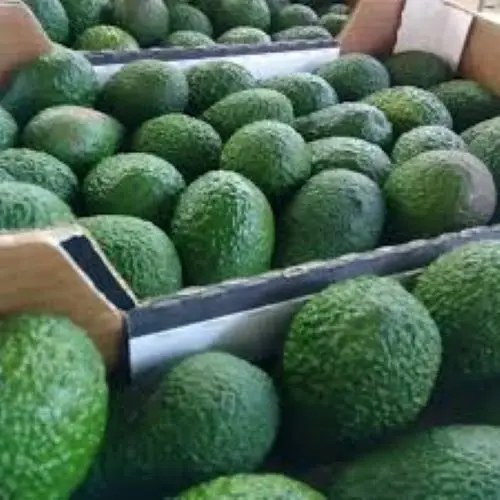 FRESH HASS AVOCADO