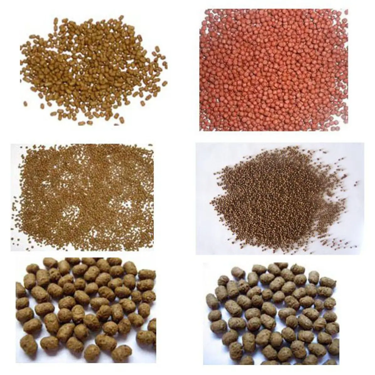 Fish feed...jpg