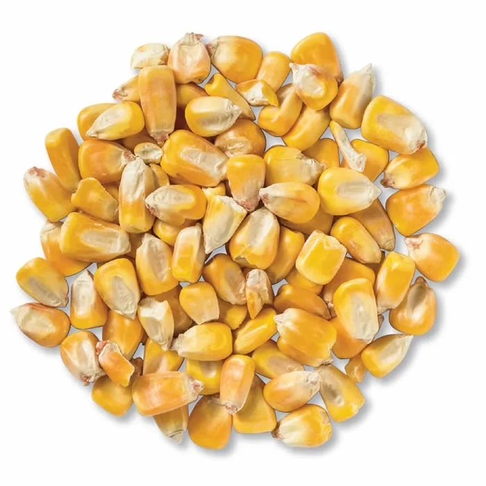 Non Gmo Yellow Corn for Animal Feed Brazil Origin Yellow Corn for Poultry AD Dried Yellow Corn for Feed