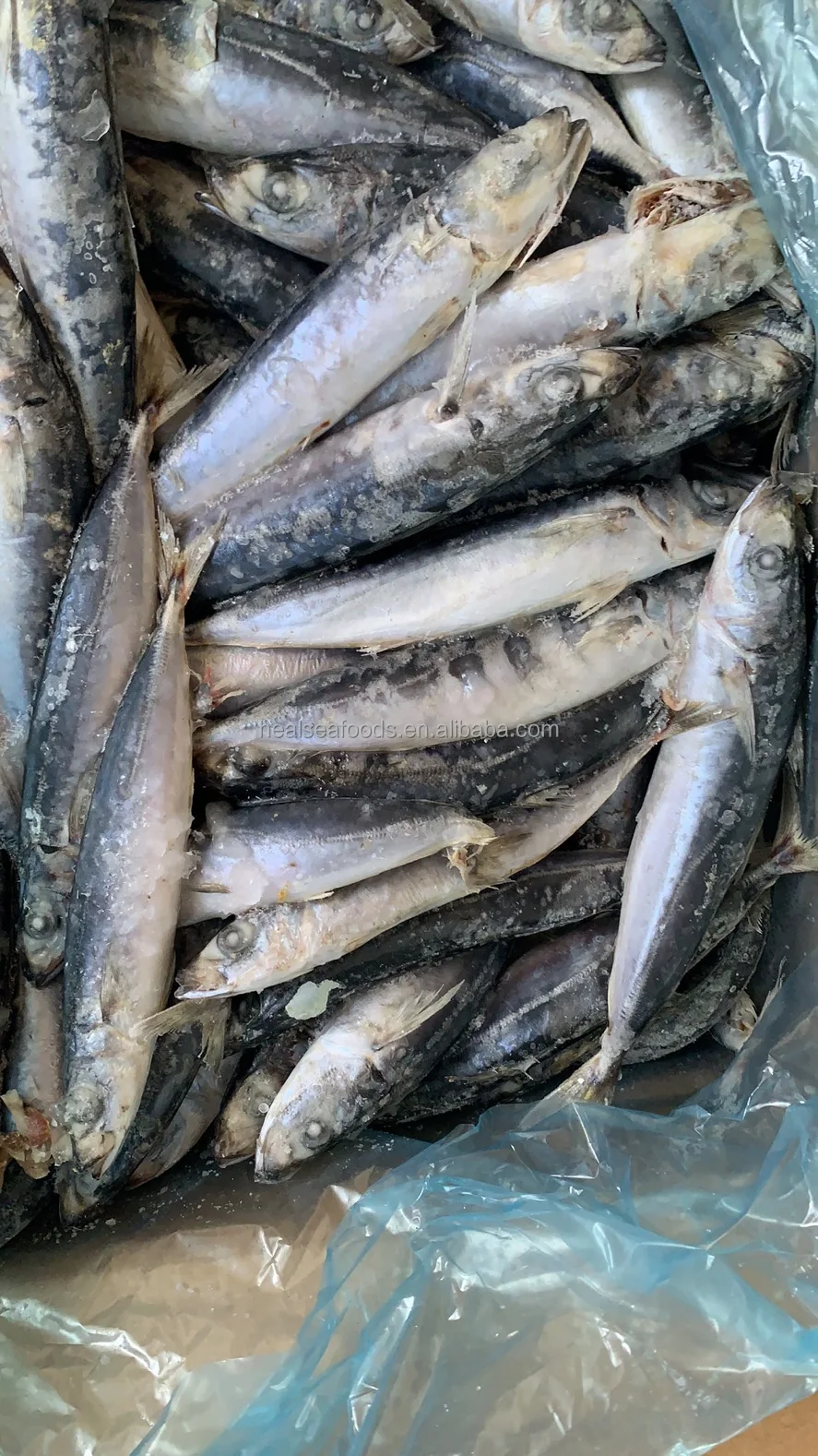 provides straightly supply best quality round scad fish land