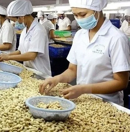 WW320 Dried Cashew Nut/Organic cashew Nuts W180 W240 W320 W450