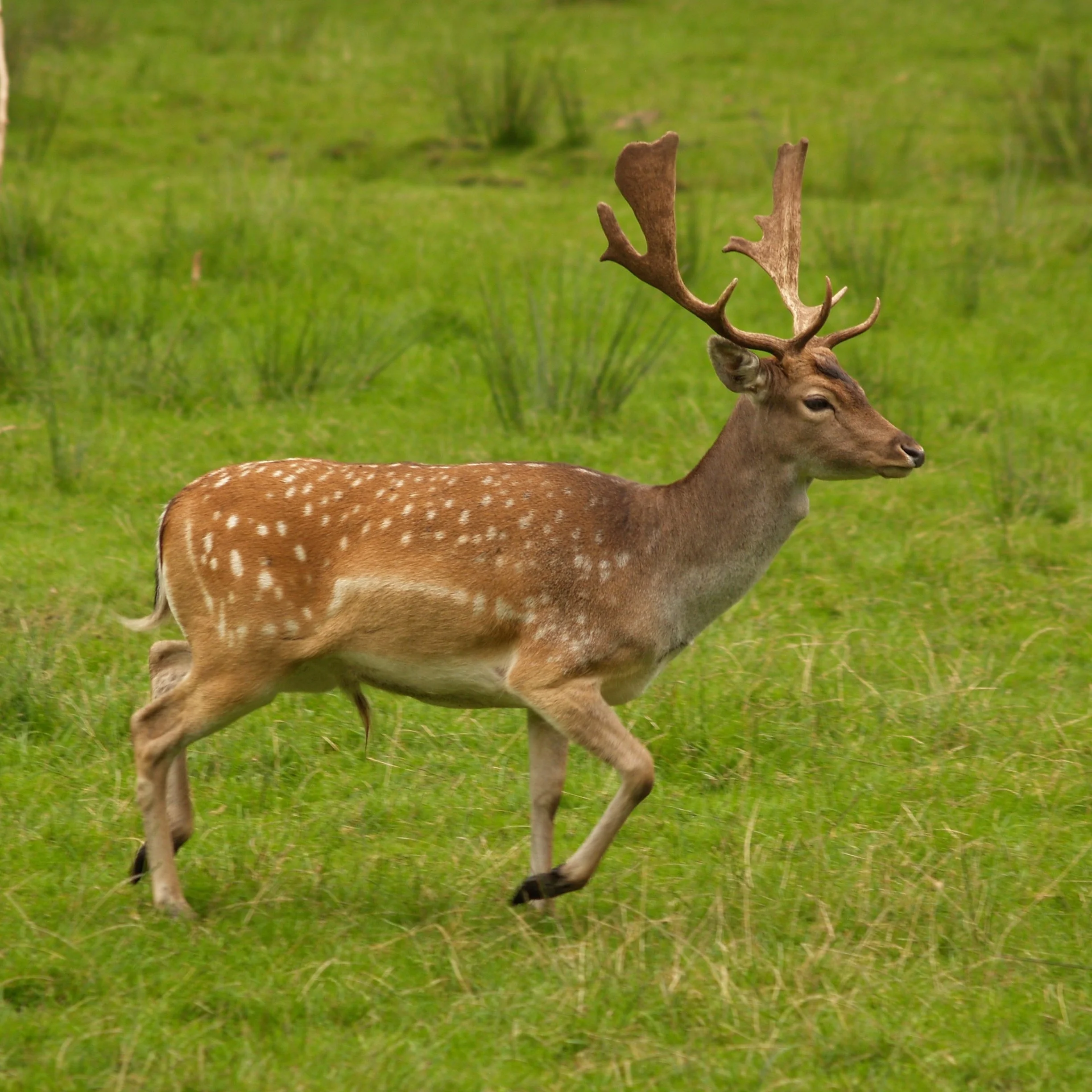 Live Pure breed Black Deer /Fallow deer /Spotted deer