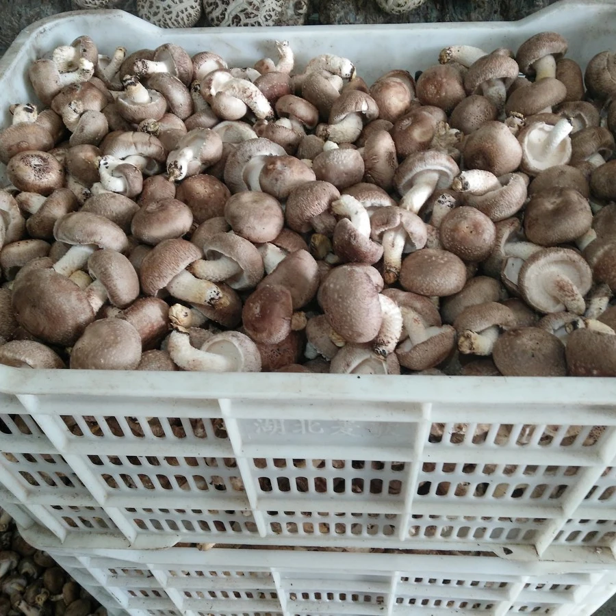 dried shiitake ,.jpg