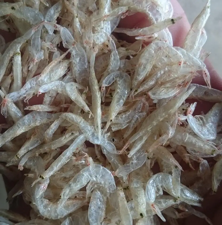 Dried Baby Shrimp Dried Small Shrimp Dried Acetes From Vietnam //ms