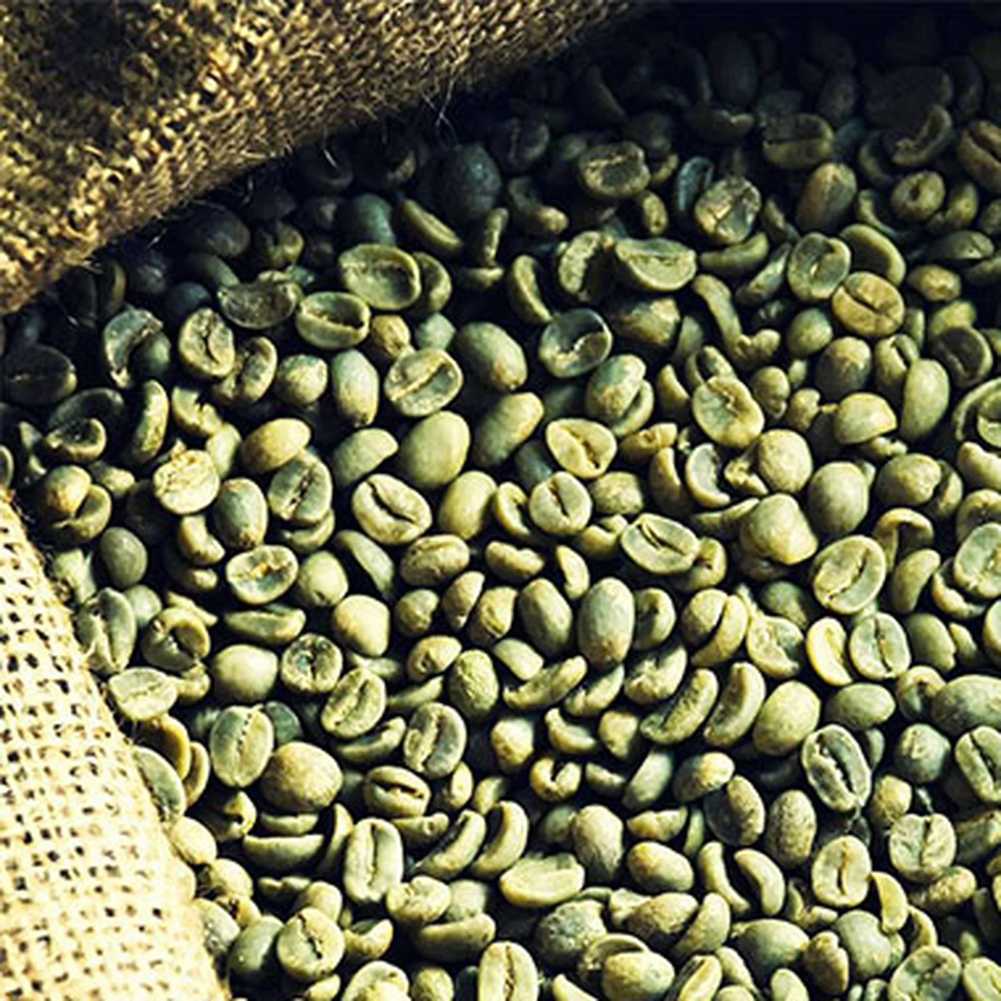 suppliers of high quality green coffee beans