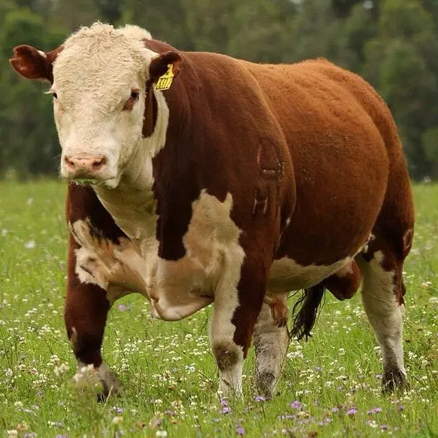 wholesale live healthy simmental bull/ cattle/cow