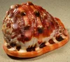 Casco rojo Seashell